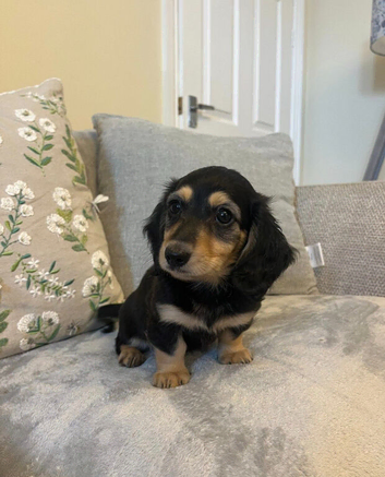 Miniature Long-Haired Dachshund Puppies