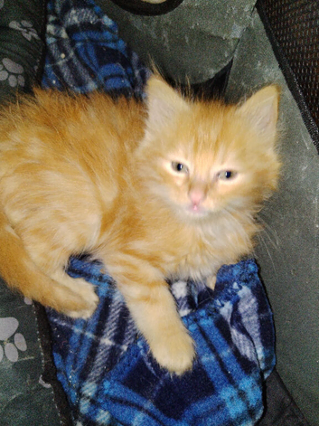 Maincoon/domestic /pure ragdoll