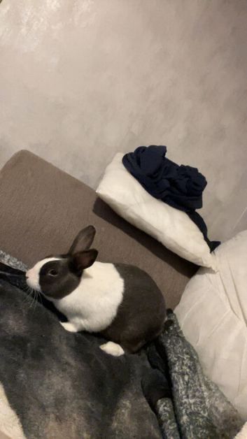 Rabbit for sale