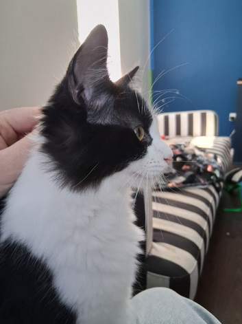 2 kittens for sale together