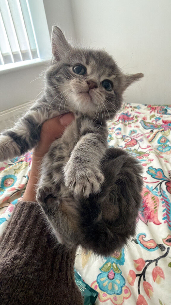 Kittens