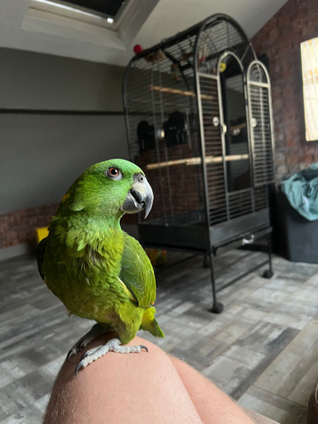 Yellow naped Amazon