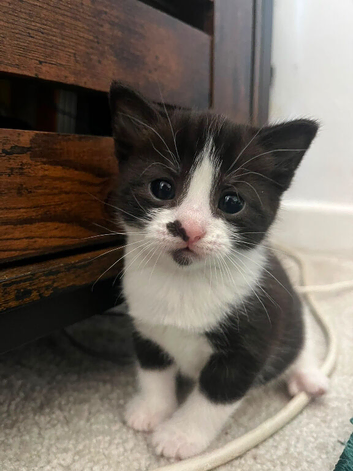 4 gorgeous kittens
