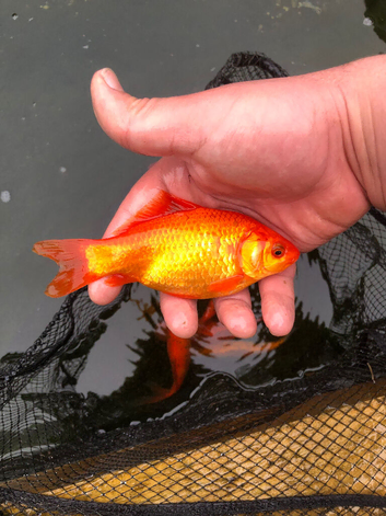 Goldfish for sale