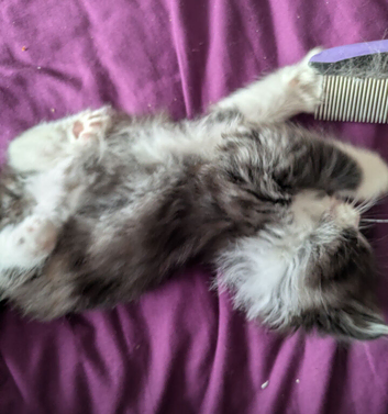 *REDUCED PRICE! Siberian x BLH kittens