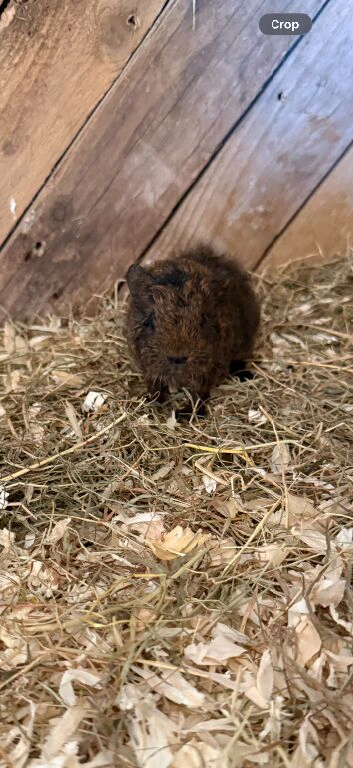 Boy and girl Baby guinea pigs 25 pounds each