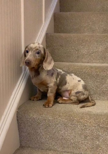 Beautiful Isabella and cream dapple miniature dachshund