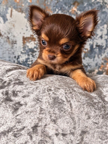 Chocolate tan Longcoat female
