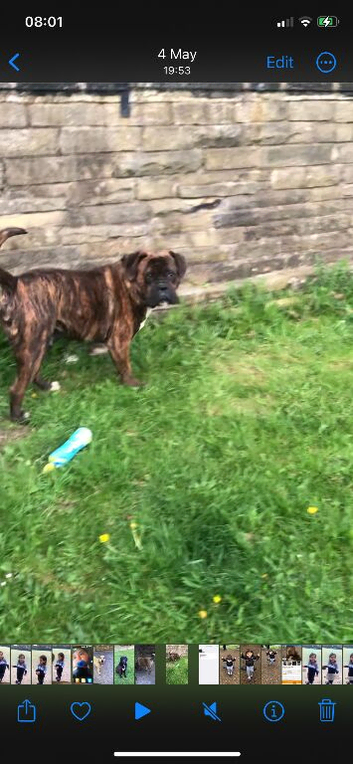Am sell dog Boxer