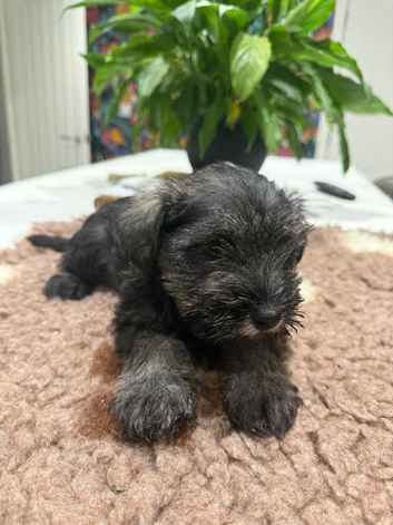 Beautiful Schnauzer pups