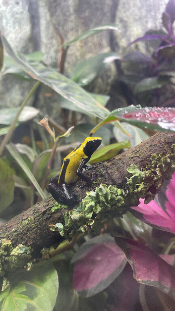 Adult tinctorious dart frogs