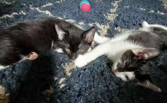 Kittens
