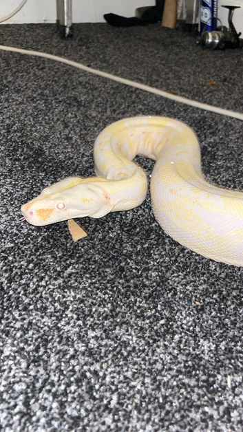 Albino boa