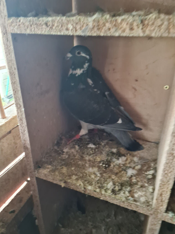 Raceing pigeons