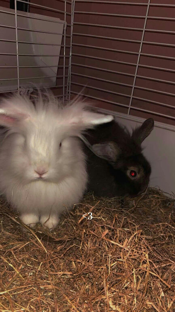 I got 2 lionheads