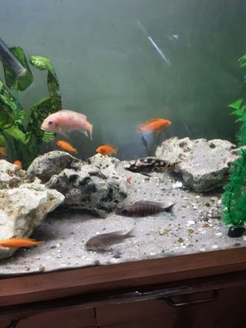 Red zebra / orange malawi cichlids