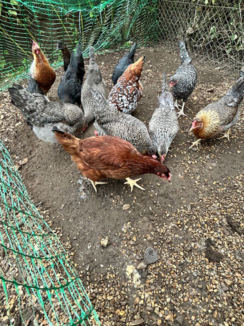 Coloured laying POL hybrids hens