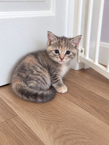 Stunning grey and cream tabby girl
