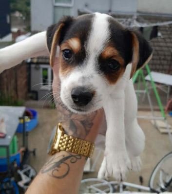 Jack Russell pup 8 weeks old with papers