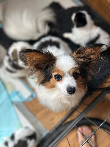Kc reg papillon puppys