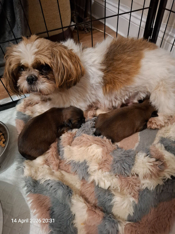 1 gorgeous  female pup available