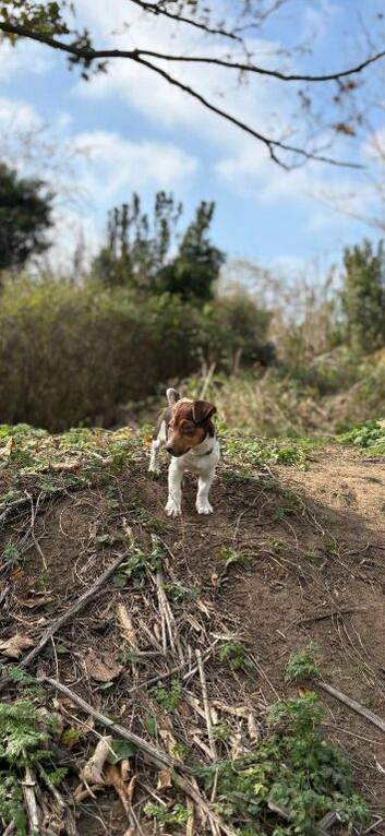 KC Jack Russell stud