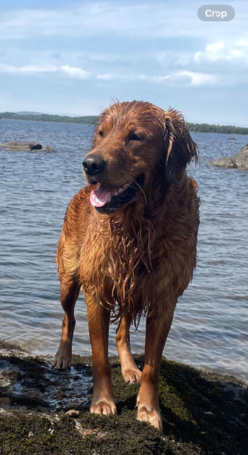 Handsome Golden Retriever for stud