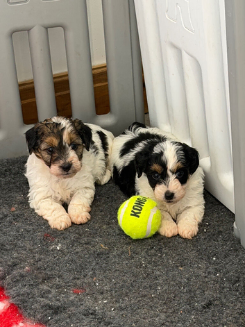 Stunning Health tested f1 jackapoo puppies