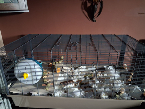 Bonded Brother Gerbils and Cage