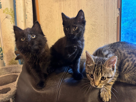 3 beautiful kittens