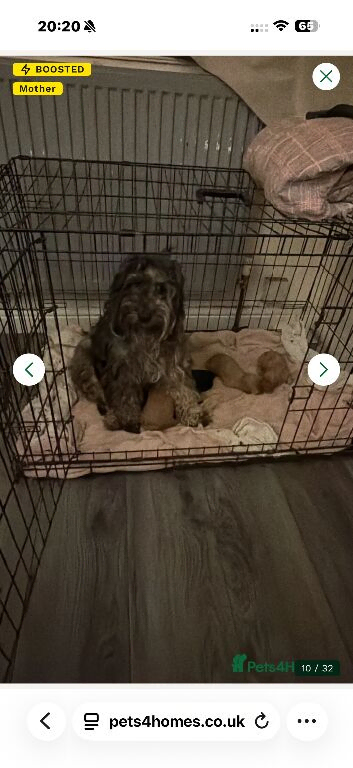 3 puppies left
