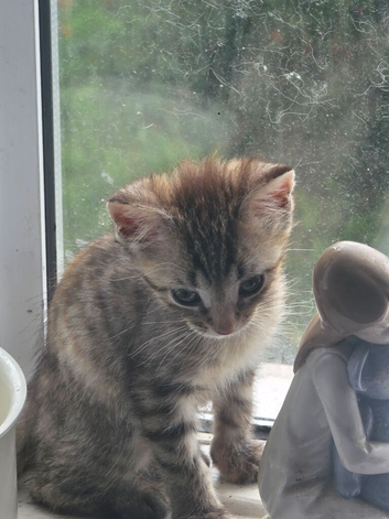 Ragdoll cross bengal kittens