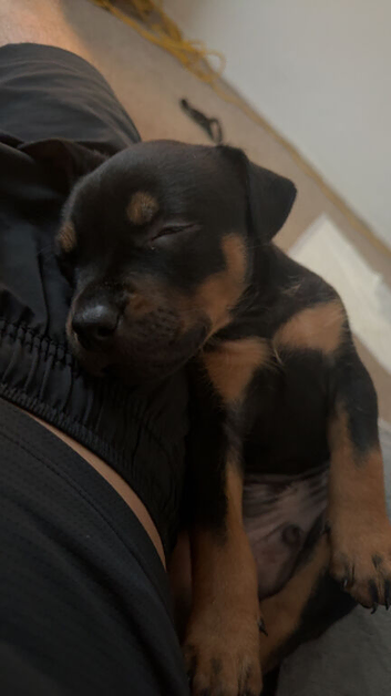 11 week old Rottweiler x bully