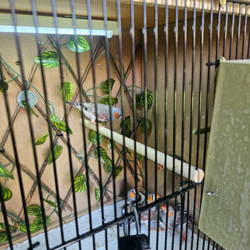 7 beautifull zebra finches