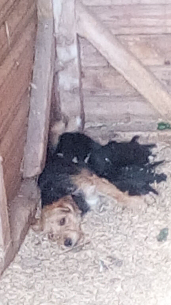 9 stunning Lakeland pups looking for their forever home