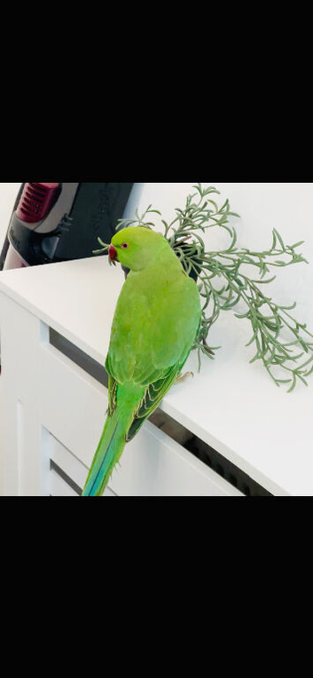 Stunning young Indian ringnick parrot