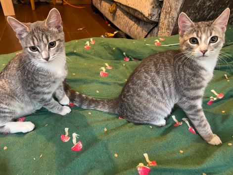 2 beautiful kittens for sale