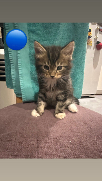Part mainecoon and mixed breed kittens