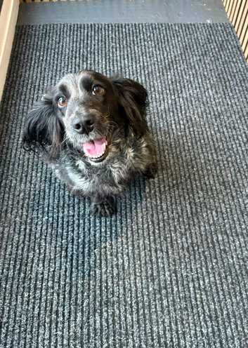 Cocker spaniel bitch