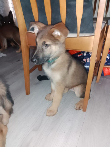 Long haired and short haired German shepard Puppies