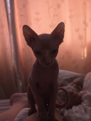 Sphynx kitten for sale