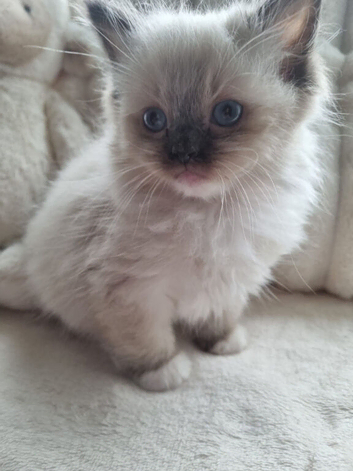 1 x Male Seal-Point Mitted Ragdoll Kitten Available Now