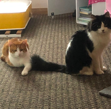 cats looking for forever home
