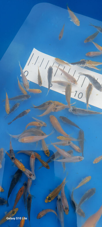 Koi carp 1 to 2" &pound;1.50
