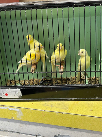 4 Young Irish Canaries