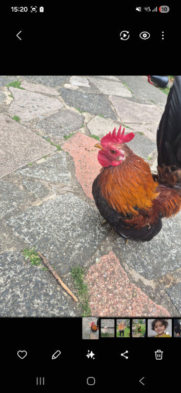 2 POLISH 2 BANTAM BREED.