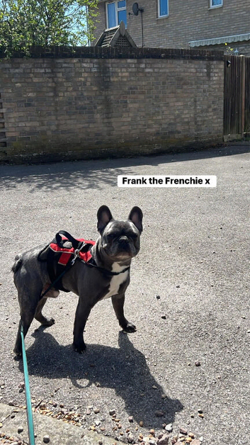 BLUE MALE FENCH BULLDOG