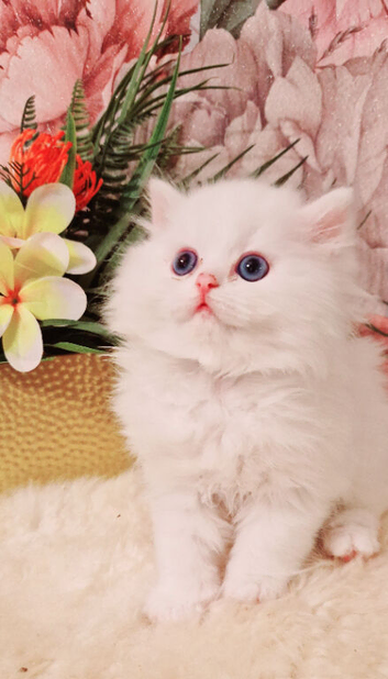 Persian 1 male left