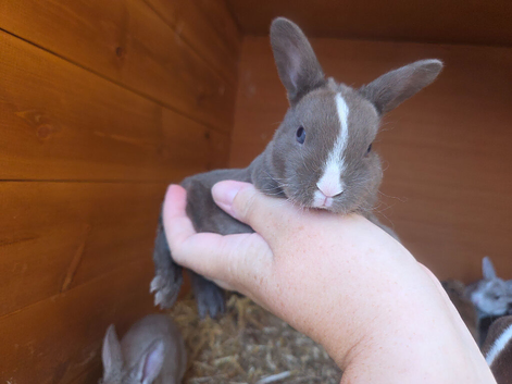 Gorgeous vm Mini Rex babies