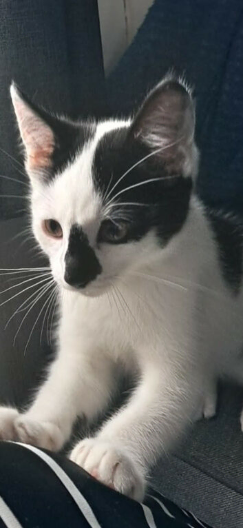Kitten male